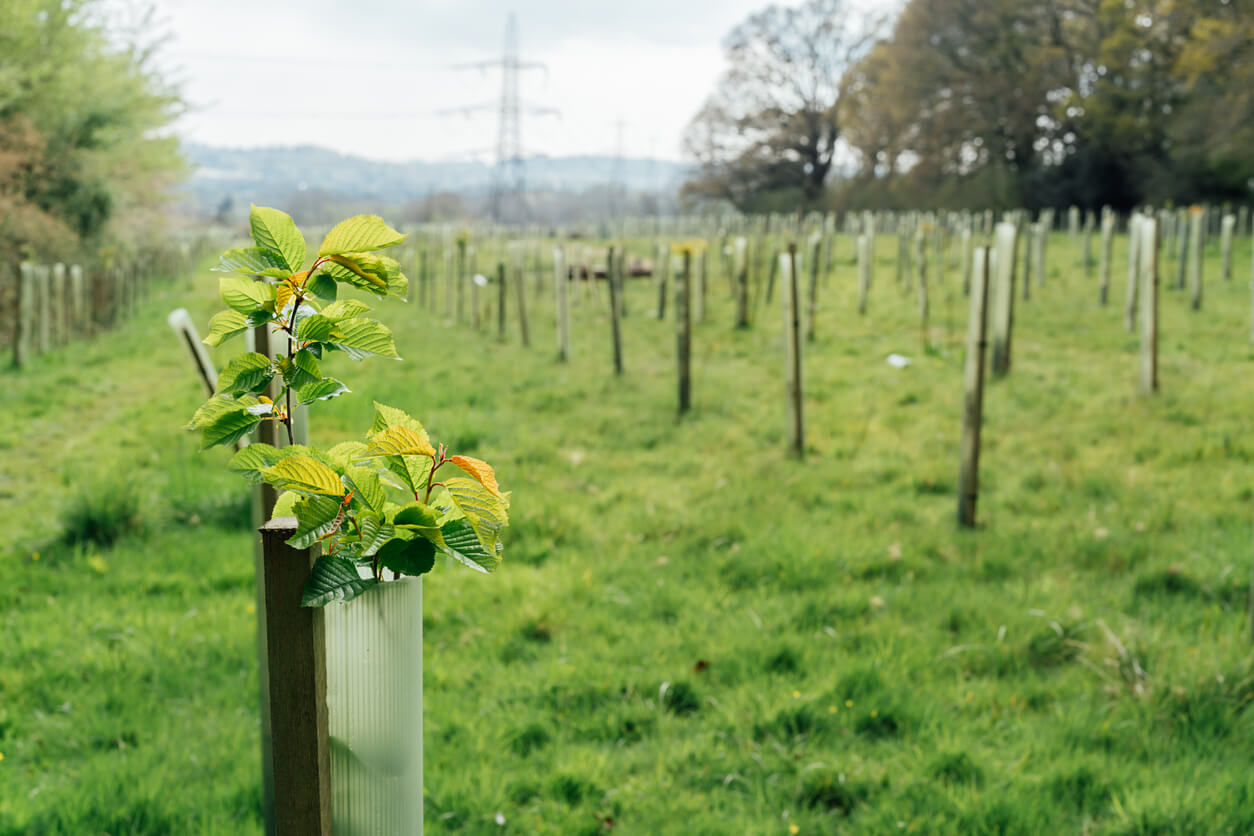 Why is UK tree planting so important? Planting trees in a changing world…
